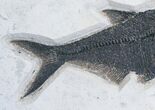 Foot Wide Notogoneus & Diplomystus Fossil Fish Plate #28514-4